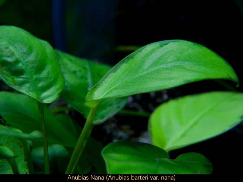 Anubias nana midground freshwater aquarium plant