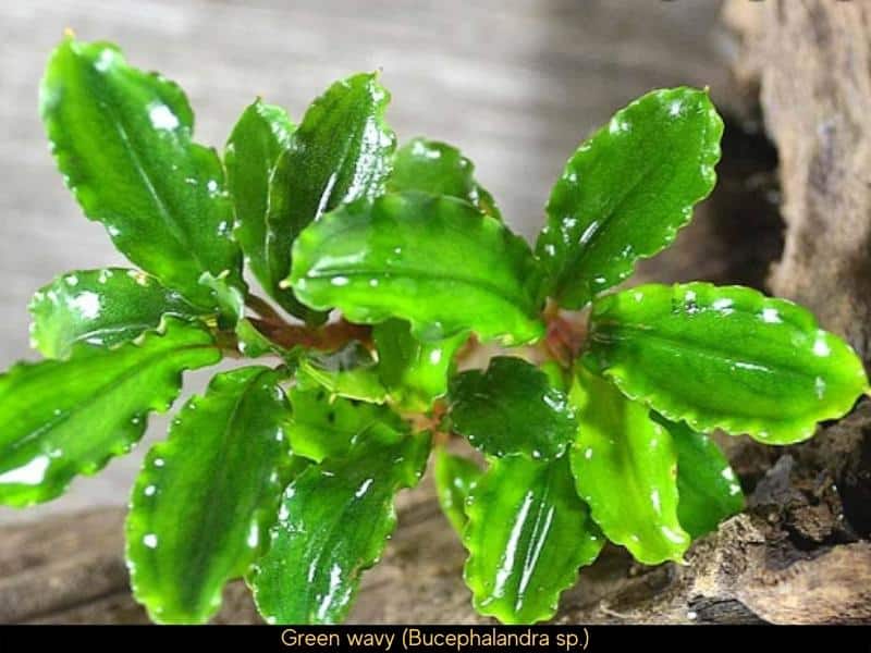 Green wavy (Bucephalandra sp.)