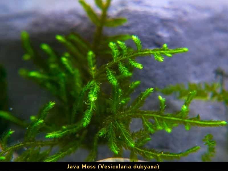 Java Moss midground aquarium plant