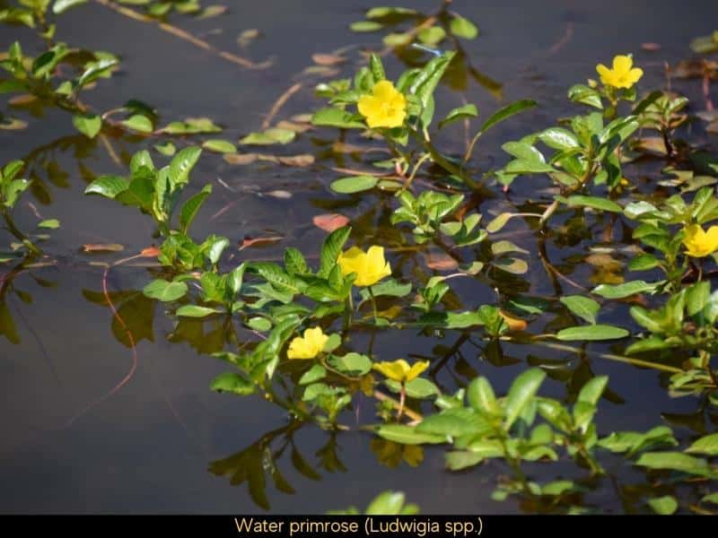 Water primrose (Ludwigia spp.)