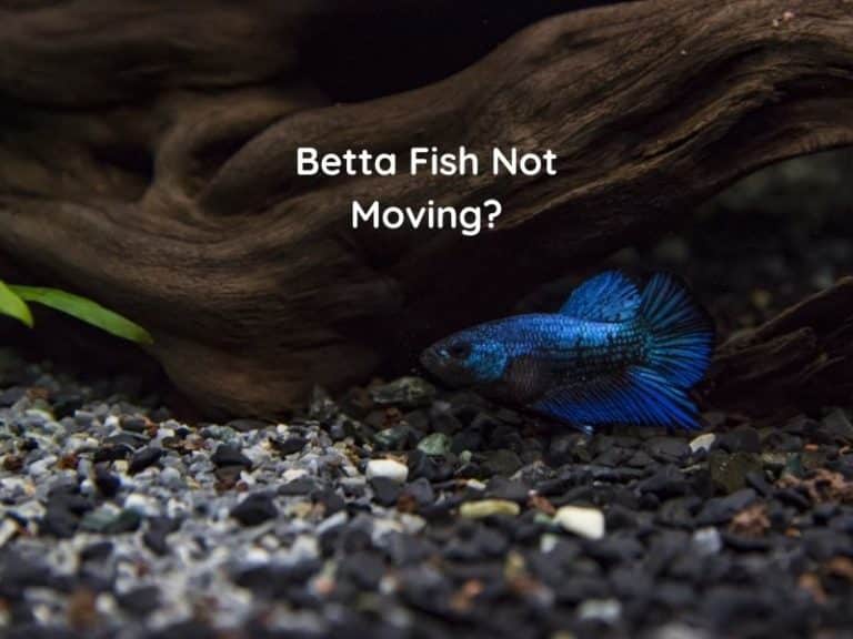Betta fish not moving
