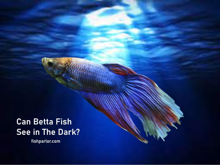 Can Betta Fish See in The Dark?