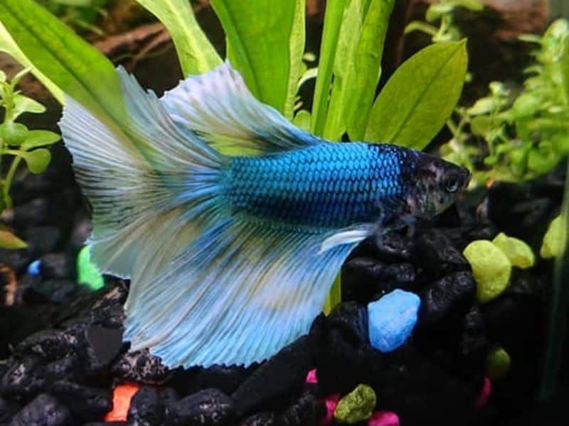 Can betta fish live in tap water