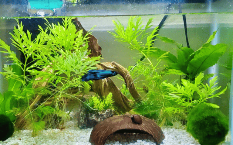 Nerite snail in bettas tank