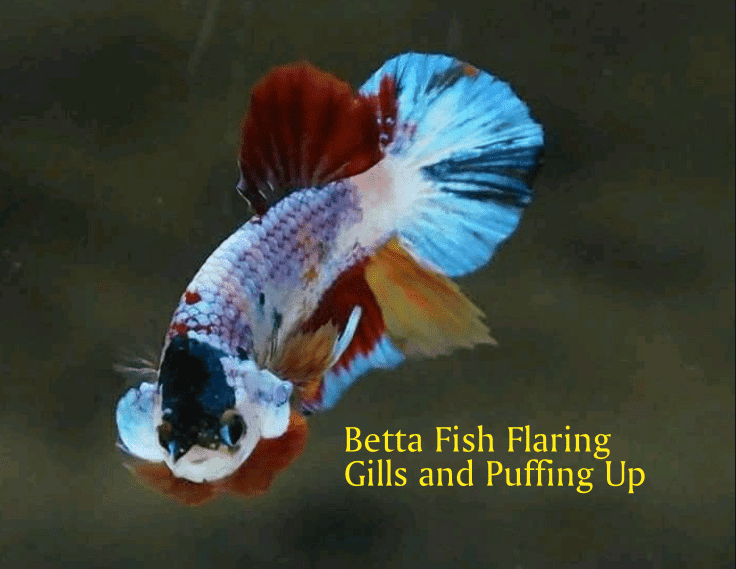 Betta fish flaring gills