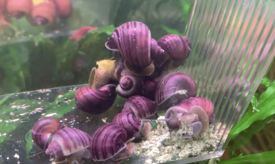 mystery snails overeating