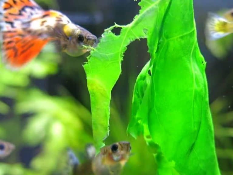 How Long Can Guppies Go Without Food