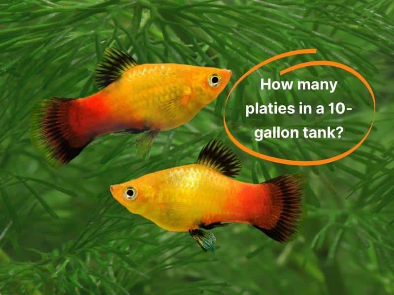 How many platies in a 10-gallon tank