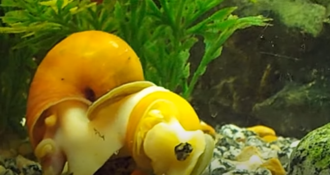 How to Sex Mystery Snails
