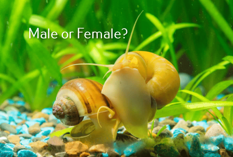 Mystery snails gender