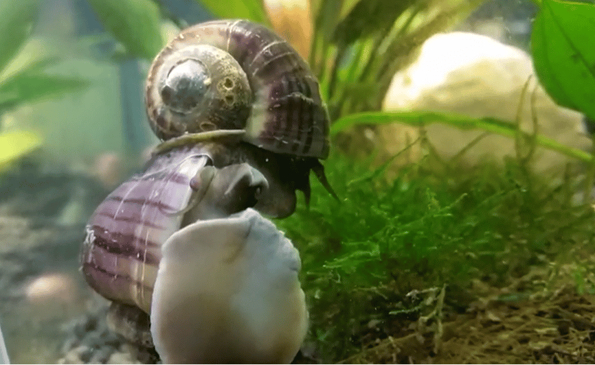 Mystery snails stuck together