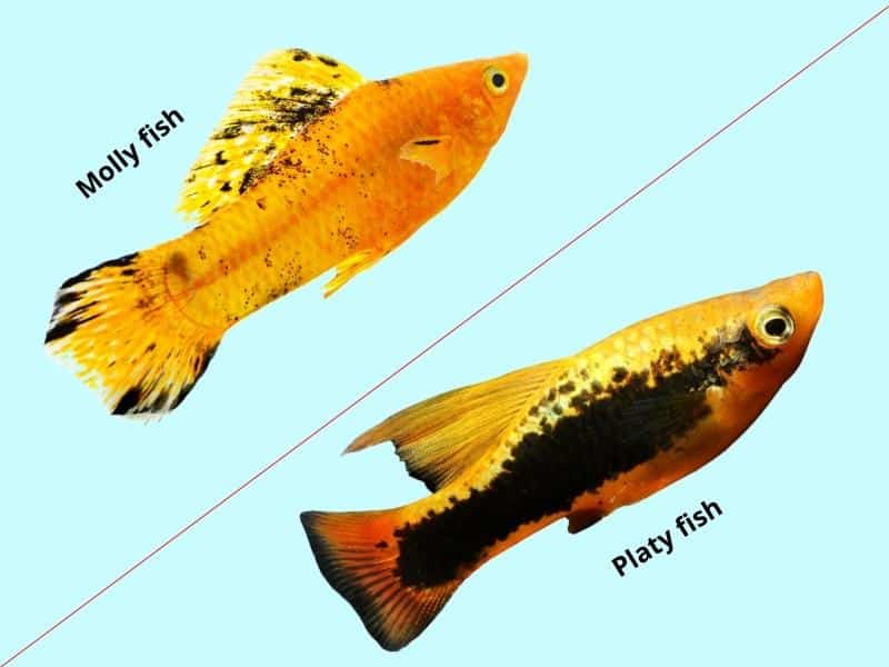Can Platies and Mollies Breed? | Fish Parlor