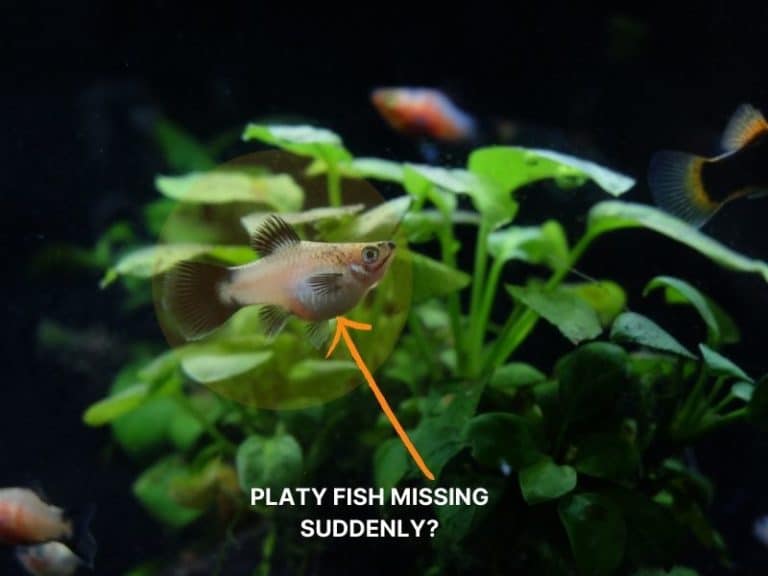 Platy Fish Disappeared from Tank? What Happened?