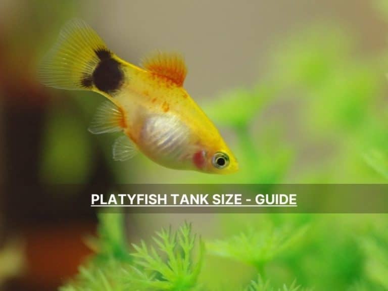 Platyfish Tank Size