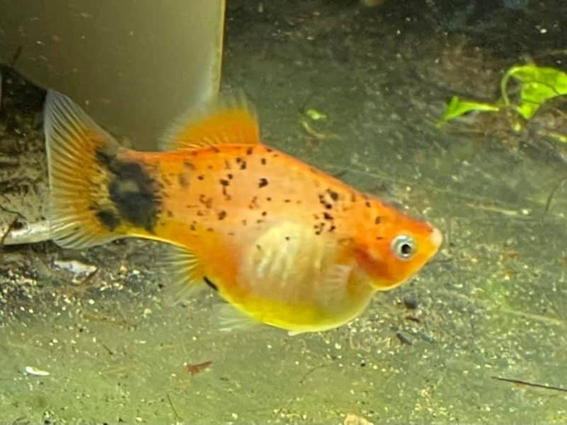 A pregnant platy with swollen belly