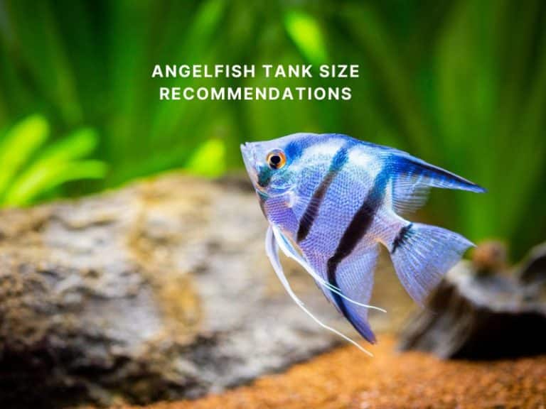 Angelfish tank size recommendations