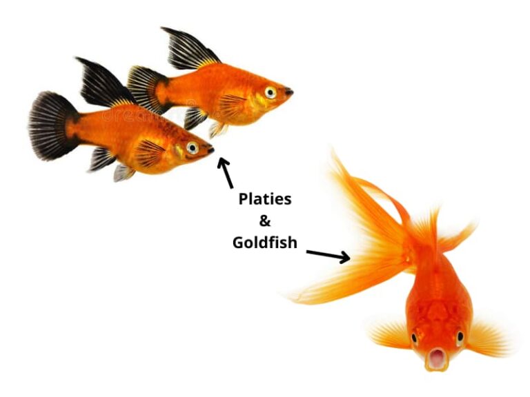 Platies and Goldfish