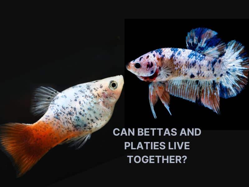 Can bettas and platies live together