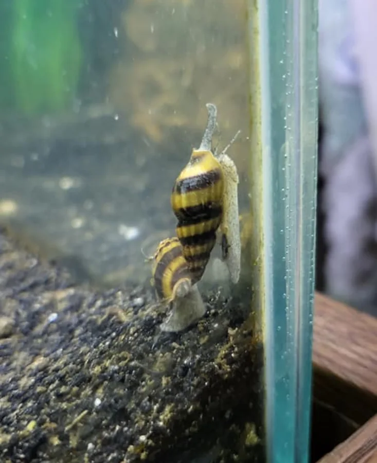 Do Assassin Snails Kill and Eat Mystery Snails?