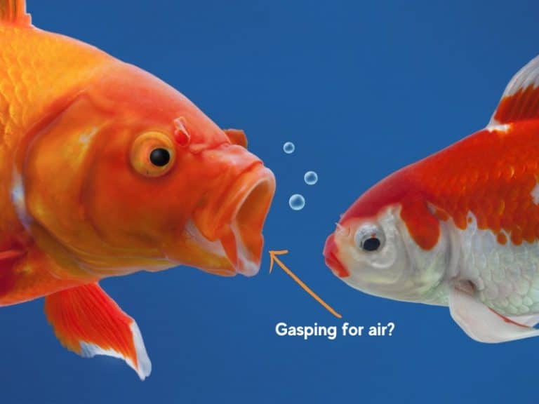 Goldfish and Guppy Breathing Fast: Why and What to Do