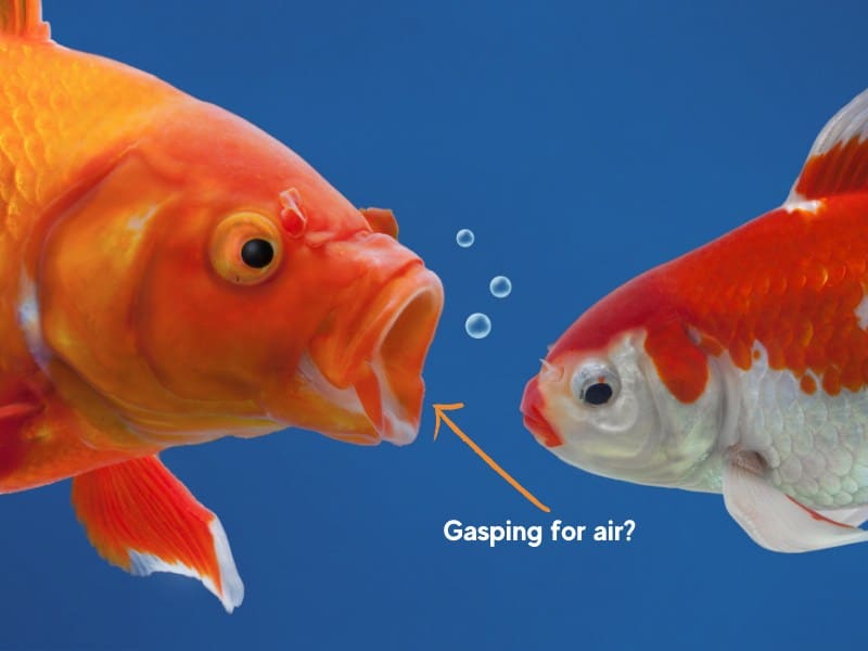Goldfish and Guppy Breathing Fast: Why and What to Do | Fish Parlor