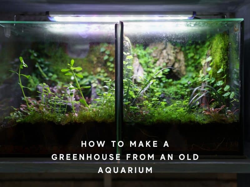 How to Make a Greenhouse from an Aquarium