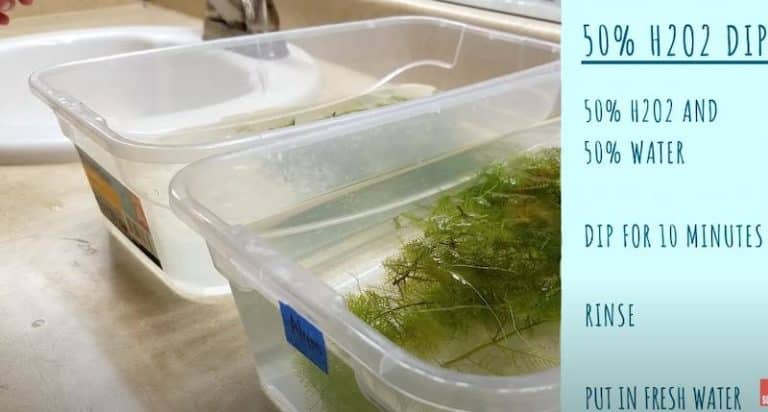 How to Disinfect and Sterilize Aquarium Plants