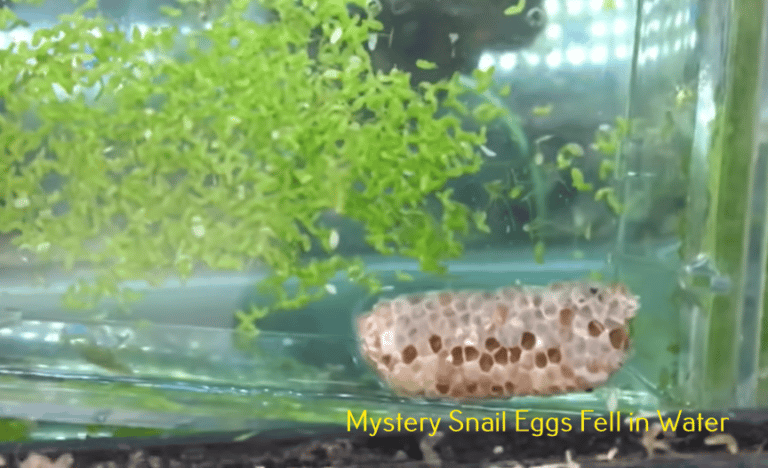 Mystery Snail Eggs Fell in Water? What to do