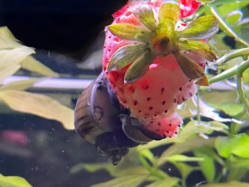 Mystery snail eating strawberry