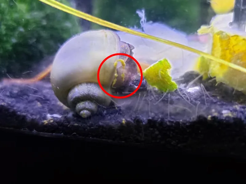 Mystery snail orange poop