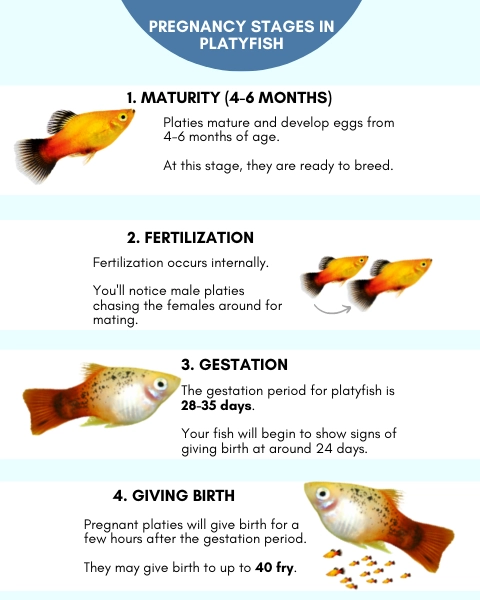 Infographic on pregnancy stages of platyfish