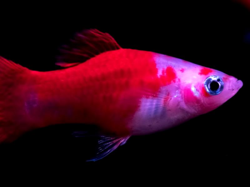 Platyfish profile