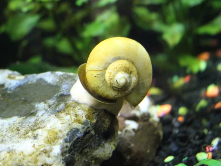 Snail Not Moving, Not Coming Out of Shell