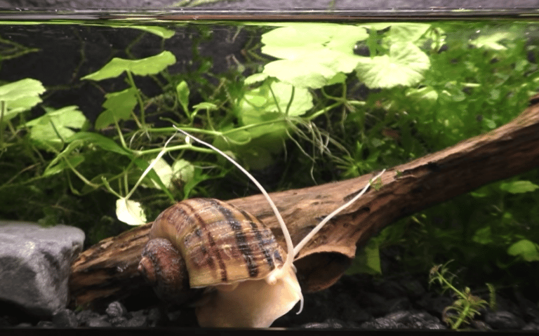 Mystery Snail Not Moving – Is It Dead?