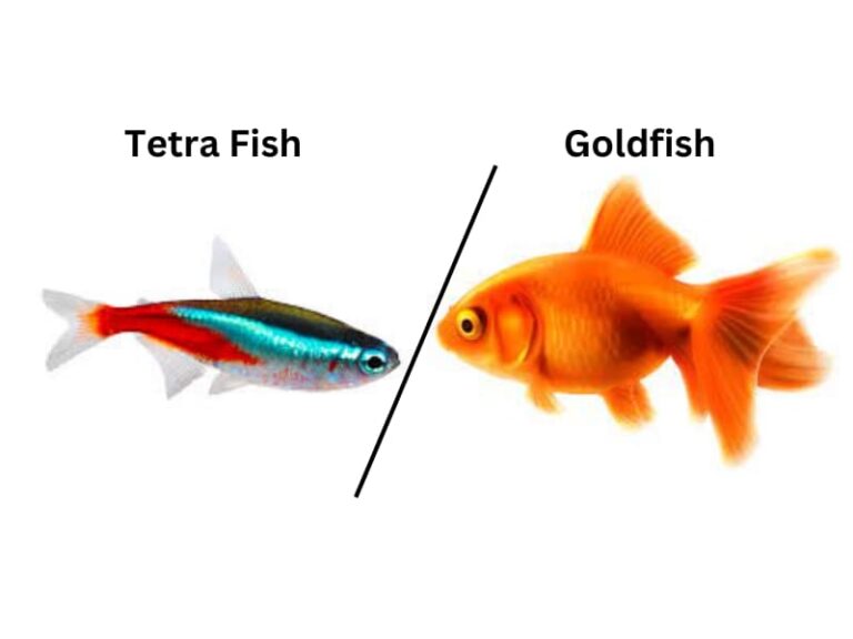 Tetra and goldfish