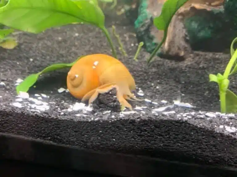 Mystery snail at the bottom of tank feeding on egg shells for calcium supplementation.