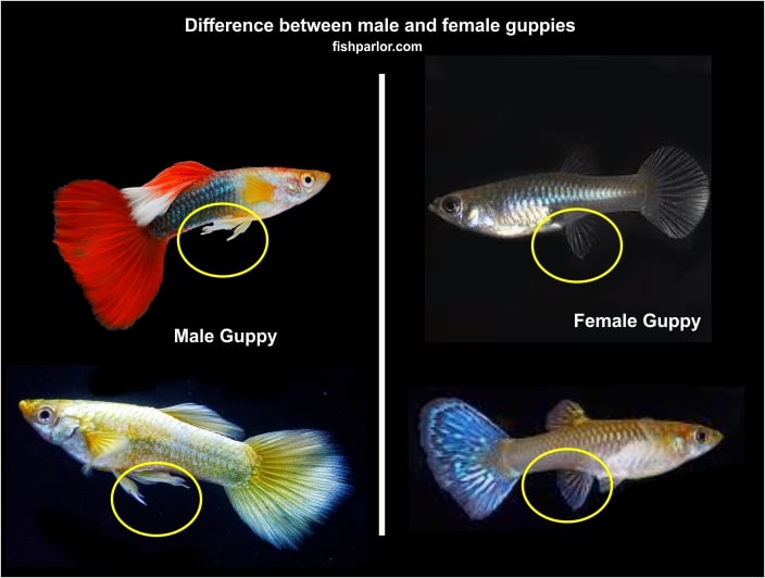 Male vs female guppies