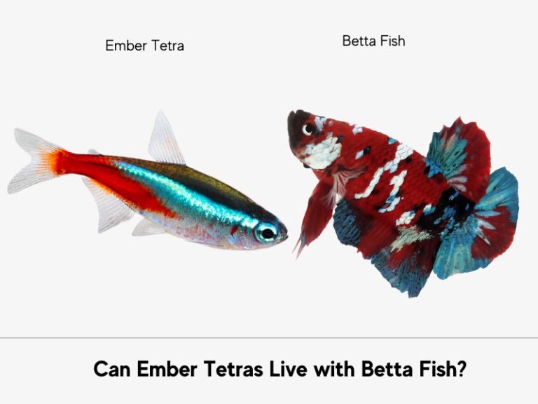 Ember tetra with betta fish