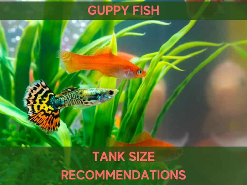 Guppy Tank Size: How Many Guppies in a 5, 10, 20, 30, 55, 75 Gallon Tank | Fish Parlor