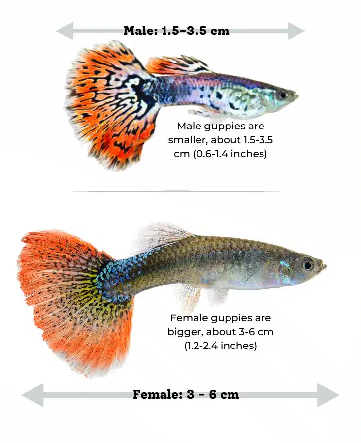 Diagram showing the difference in male and female guppy fish sizes.