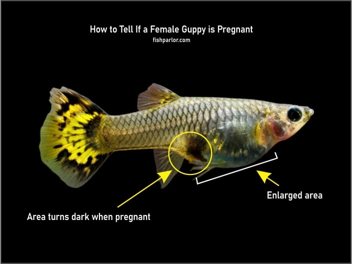 How to Tell If a Female Guppy is Pregnant