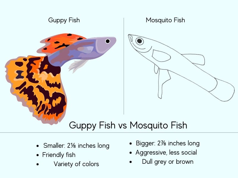 Mosquito fish vs guppy fish