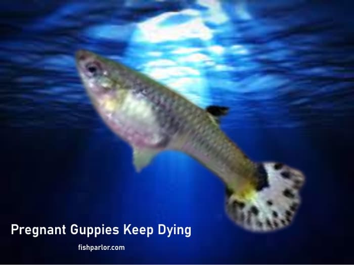Pregnant Guppies Keep Dying