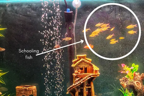 Schooling fish