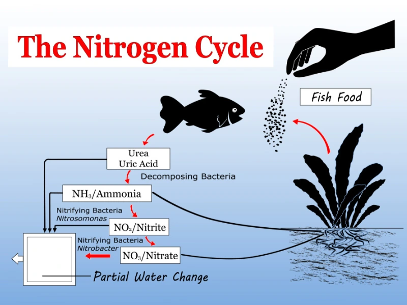 The nitrogen cycle and new tank syndrome (1)