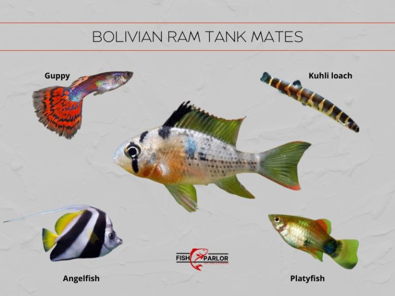 Bolivian Ram Cichlids Tank Mates