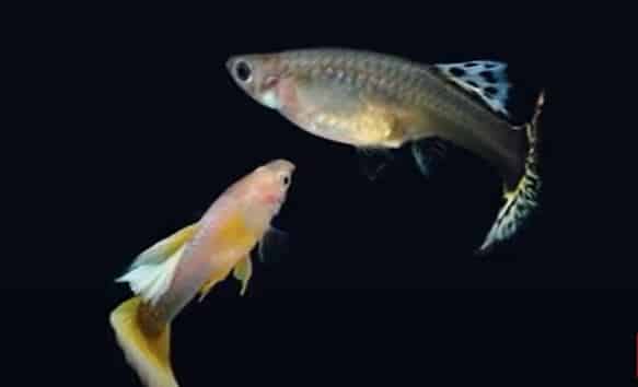 can Guppies Live Alone?