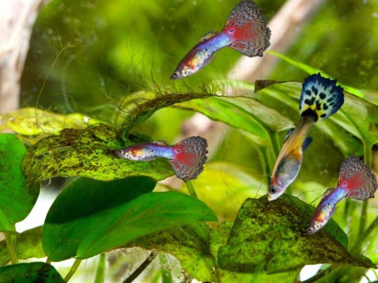 Do Guppies Eat Algae and Clean the Tank?