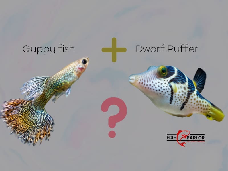 Can Guppies Live With Dwarf Puffer Fish? | Fish Parlor