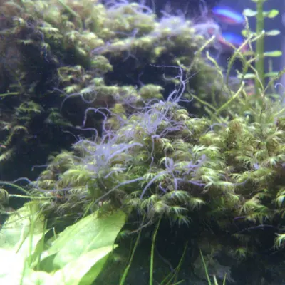 Grey staghorn algae